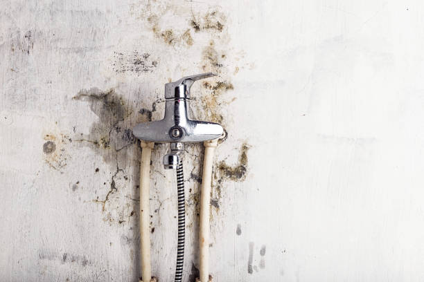 Best Mold Testing and Inspection Services in Coram, NY