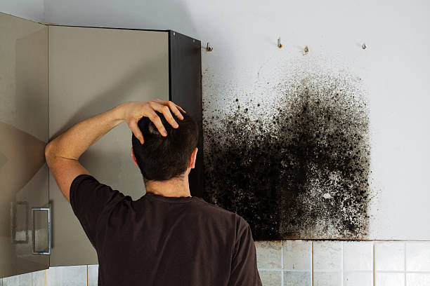 Best Kitchen Mold Remediation in Coram, NY