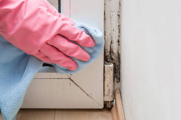 Best Industrial Mold Remediation in Coram, NY